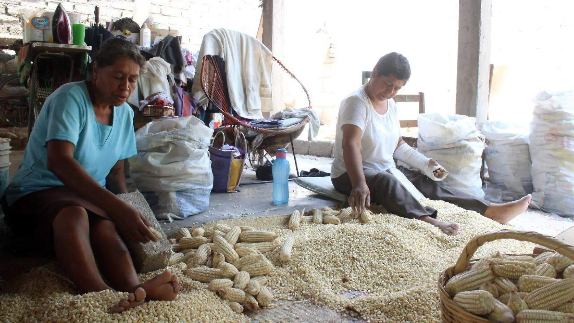 En Coxcatlán, la cuna del maíz,  kilo de tortilla llega a los 23 pesos 